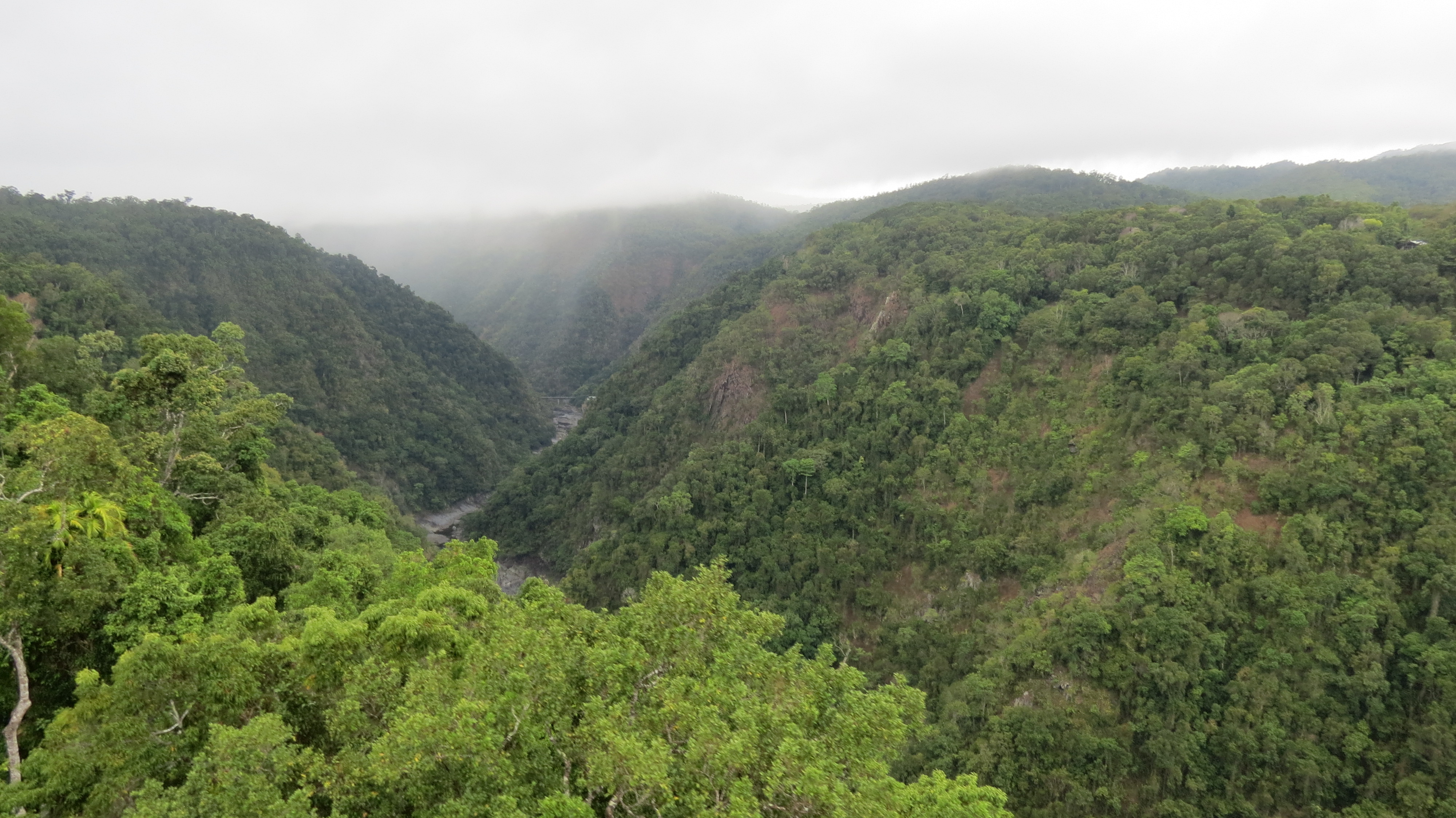 Daintree Rainforest
